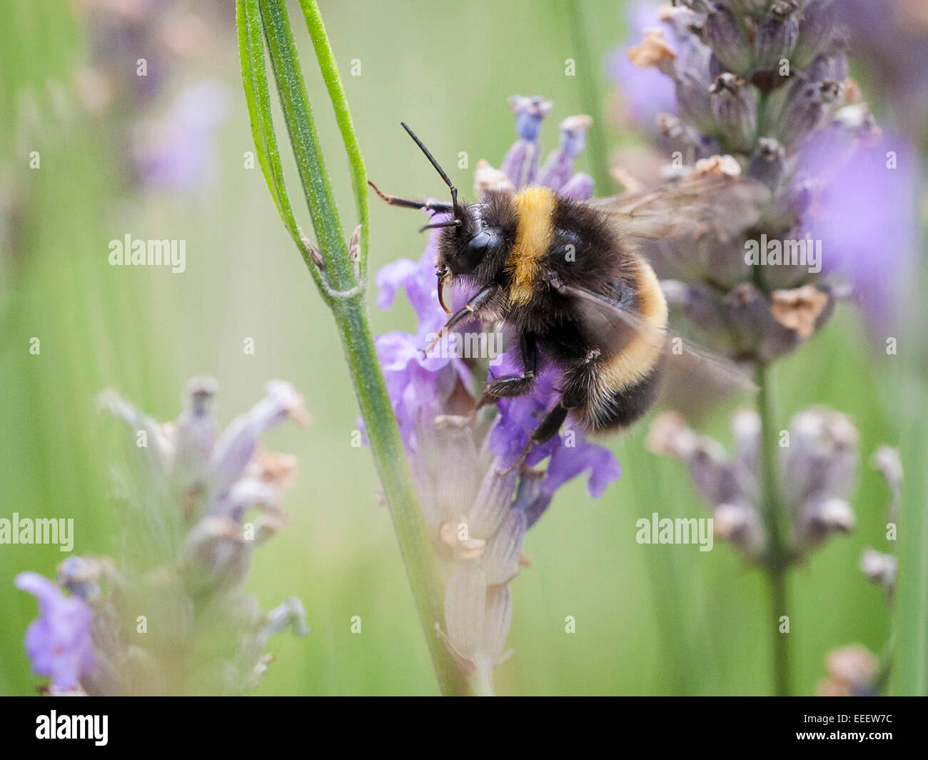 Ein Bumblebee sammeln von pollen Stockfoto