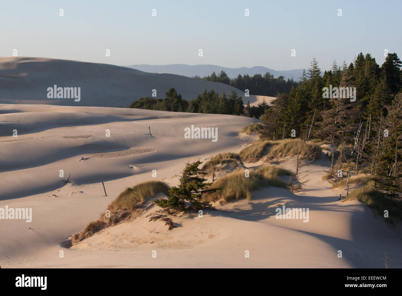 Sanddünen in Oregon Dunes National Recreation Area Stockfoto