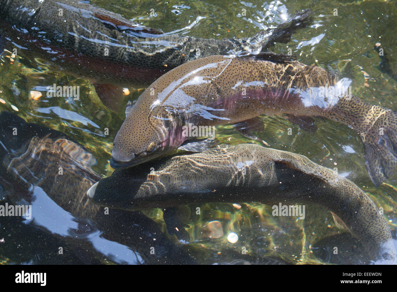 Lachs in Bonneville Dam Brüterei Stockfoto