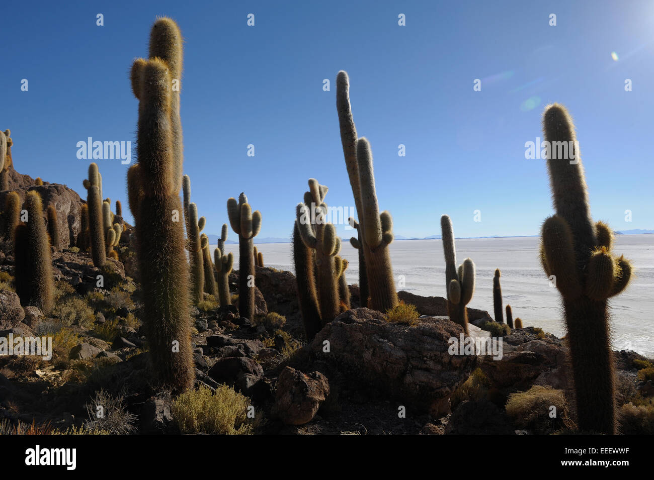 Riesige Kakteen auf einer Insel in der Mitte Bolivien Salar de Uyuni. Stockfoto