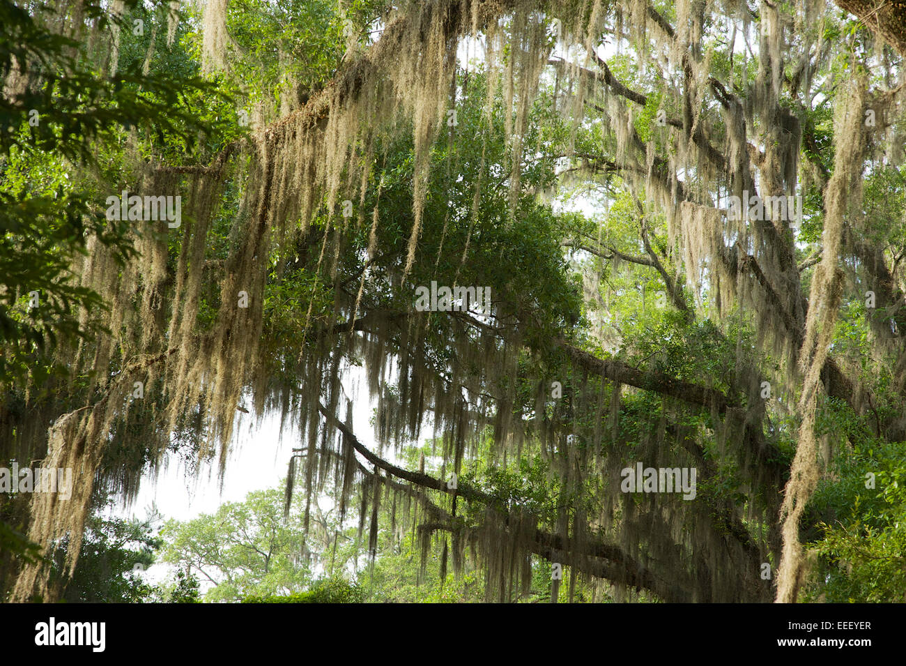 Spanish Moss, Tallahassee Stockfoto