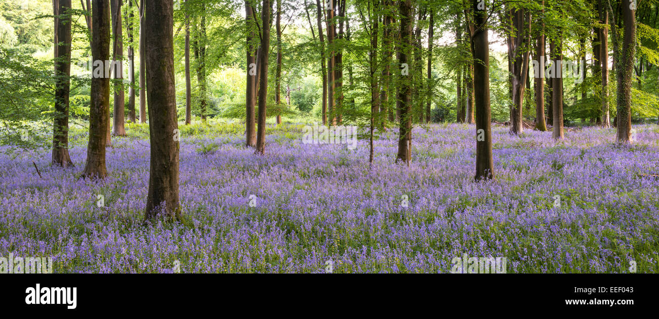 Ein Bild von Glockenblumen in einem Waldgebiet in der Nähe von Micheldever. Stockfoto