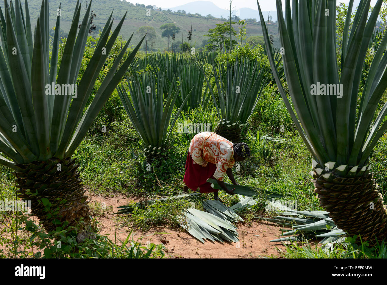 Tansania, Tanga, Korogwe, Sisal-Plantage in Kwalukonge, Bauernhof Arbeiter Ernte Sisal-Blätter, die für Seile Teppiche verwendet werden Stockfoto