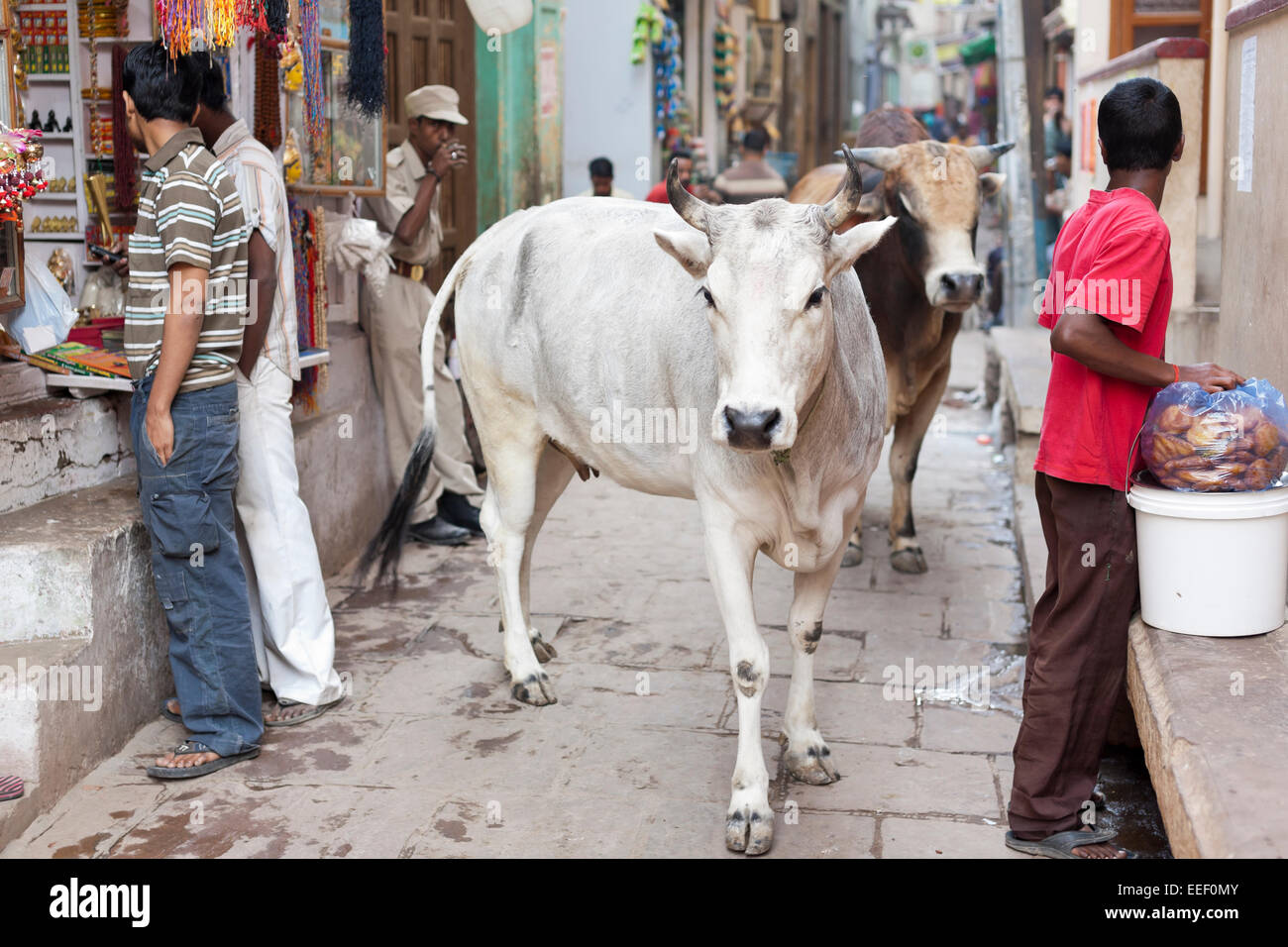 Varanasi, Indien. Heilige Kühe in engen Fußgängerzone Stockfoto