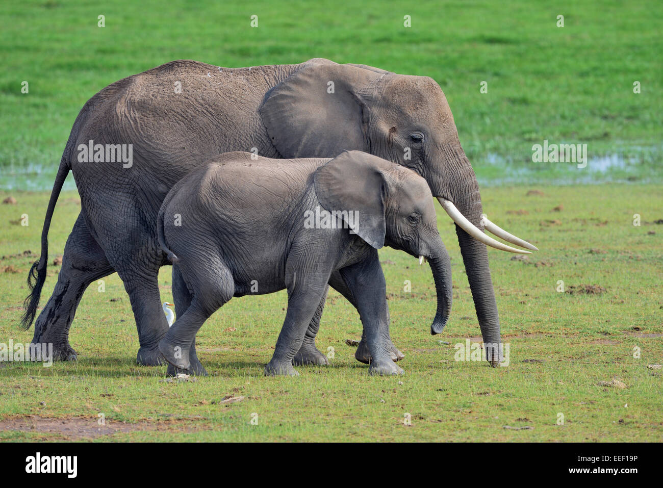 Weiblichen afrikanischen Elefanten mit einer Cub entlang einem Sumpf im Amboseli, Amboseli-Nationalpark Stockfoto