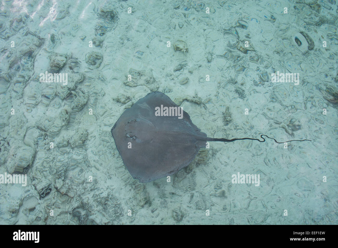 Französisch-Polynesien, Gesellschaftsinseln, Leeward-Inseln, Bora Bora, Stachelrochen. Stockfoto