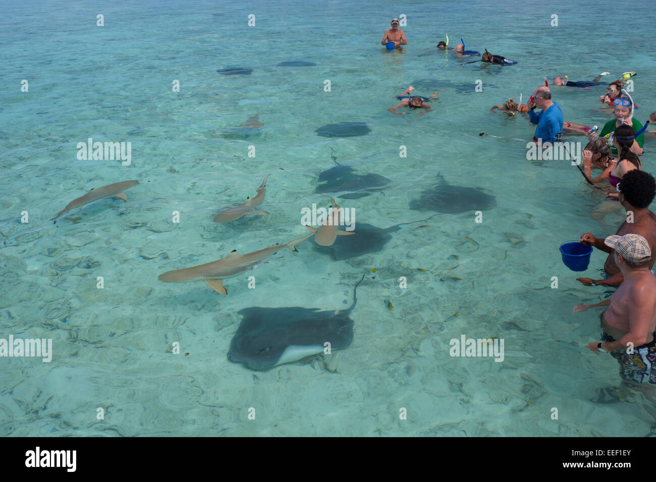 Französisch Polynesien, Bora Bora, Gesellschaftsinseln, Leeward-Inseln. Beliebte Attraktion Schwimmen mit Haien und Rochen. Stockfoto