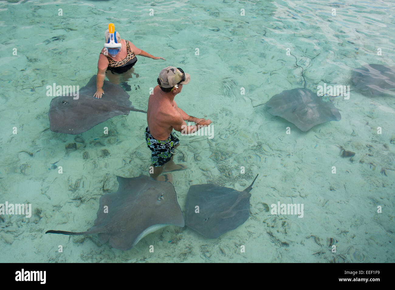 Französisch Polynesien, Bora Bora, Gesellschaftsinseln, Leeward-Inseln. Beliebte Attraktion, Schwimmen und Schnorcheln mit Strahlen. Stockfoto