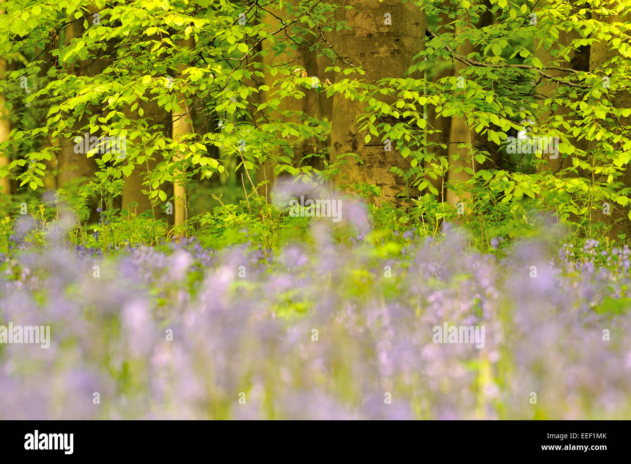 Glockenblumen in Buchenwald, Micheldever Wood, Hampshire, UK Stockfoto