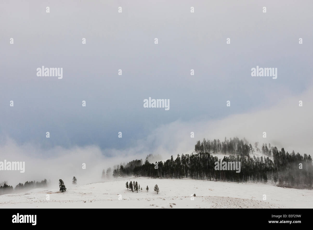 YELLOWSTONE, USA niedrigen Wolken über sanfte Hügel und Bäume. Stockfoto