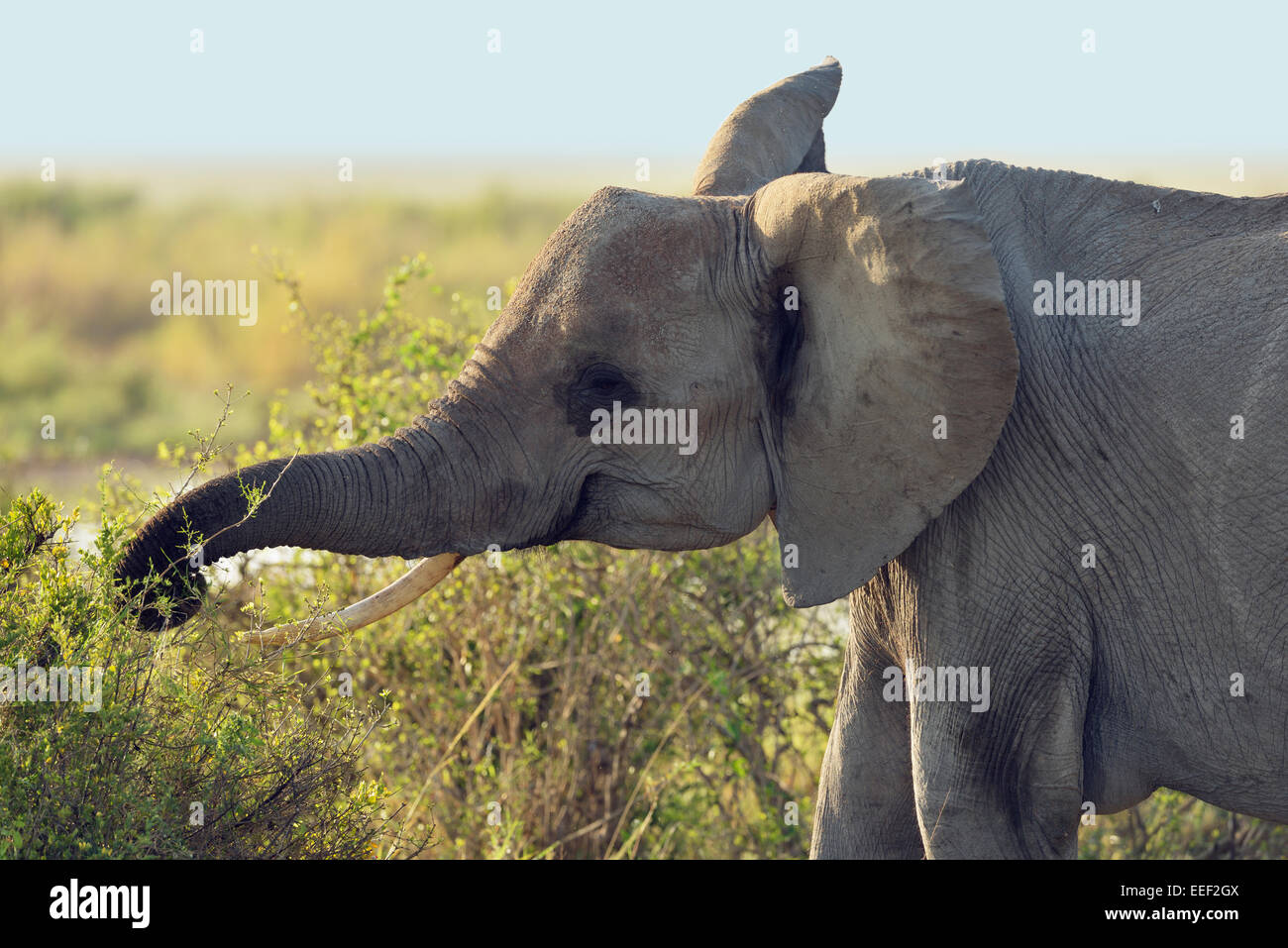 Afrikanische Elefanten füttern eine Busch, Amboseli Nationalpark, Kenia, Afrika Stockfoto