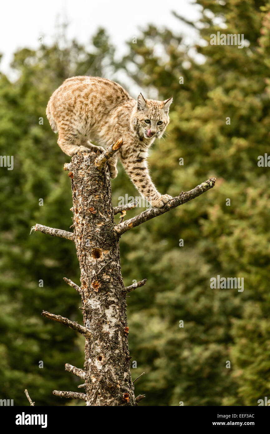 Bobcat auf ein toter Baum, leckte seine Lippen in Erwartung der Beute, in der Nähe von Bozeman, Montana, USA. Stockfoto