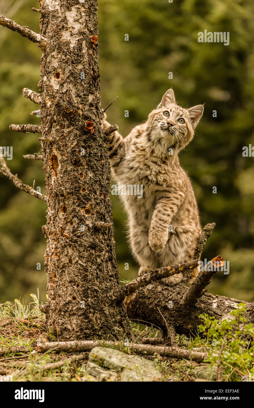 Bobcat, auf der Suche nach Beute in der Nähe von Bozeman, Montana, USA einen toten Baum zu klettern. Stockfoto