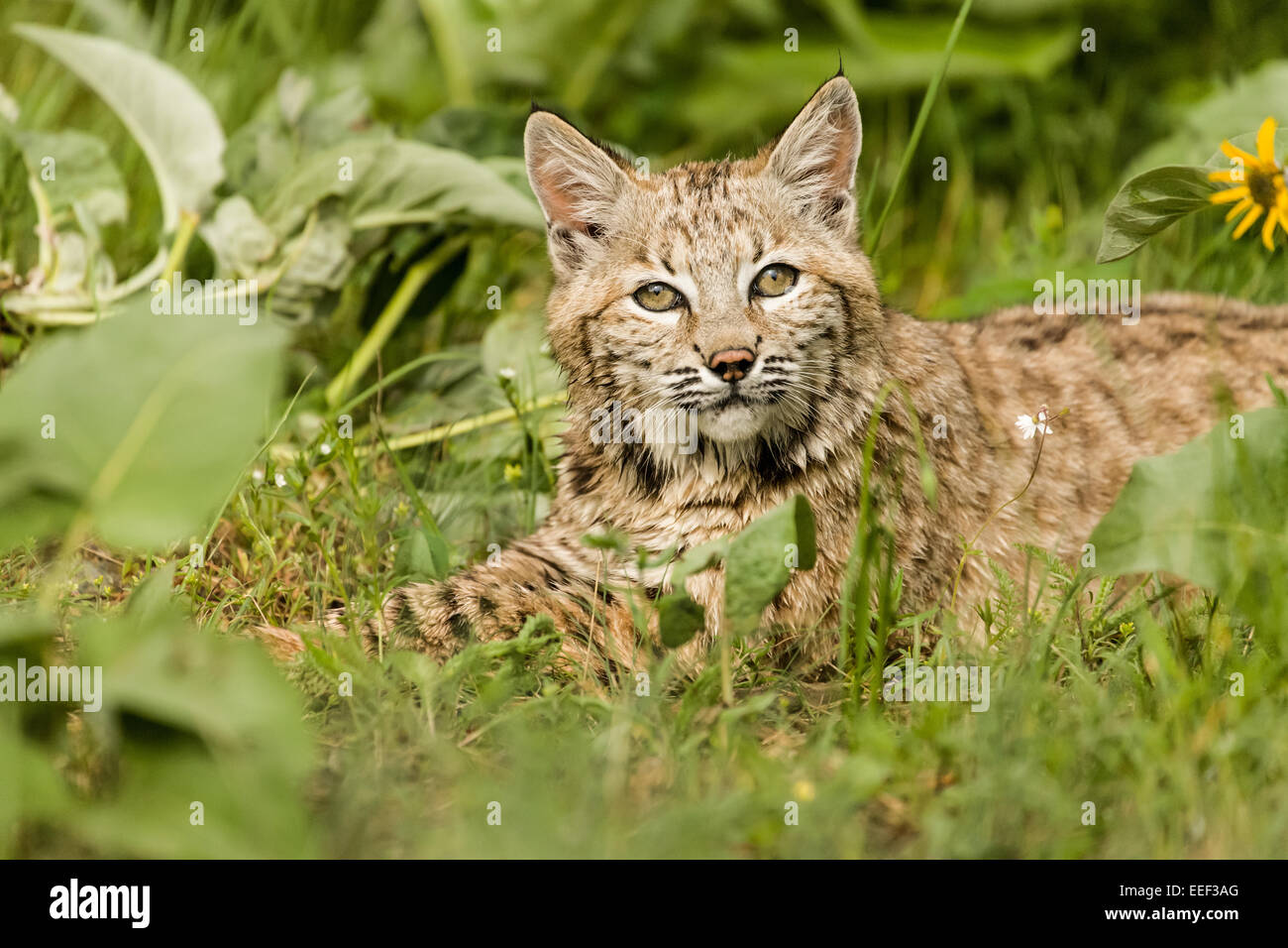 Bobcat ruht auf einer Wiese von Wildblumen in der Nähe von Bozeman, Montana, USA Stockfoto