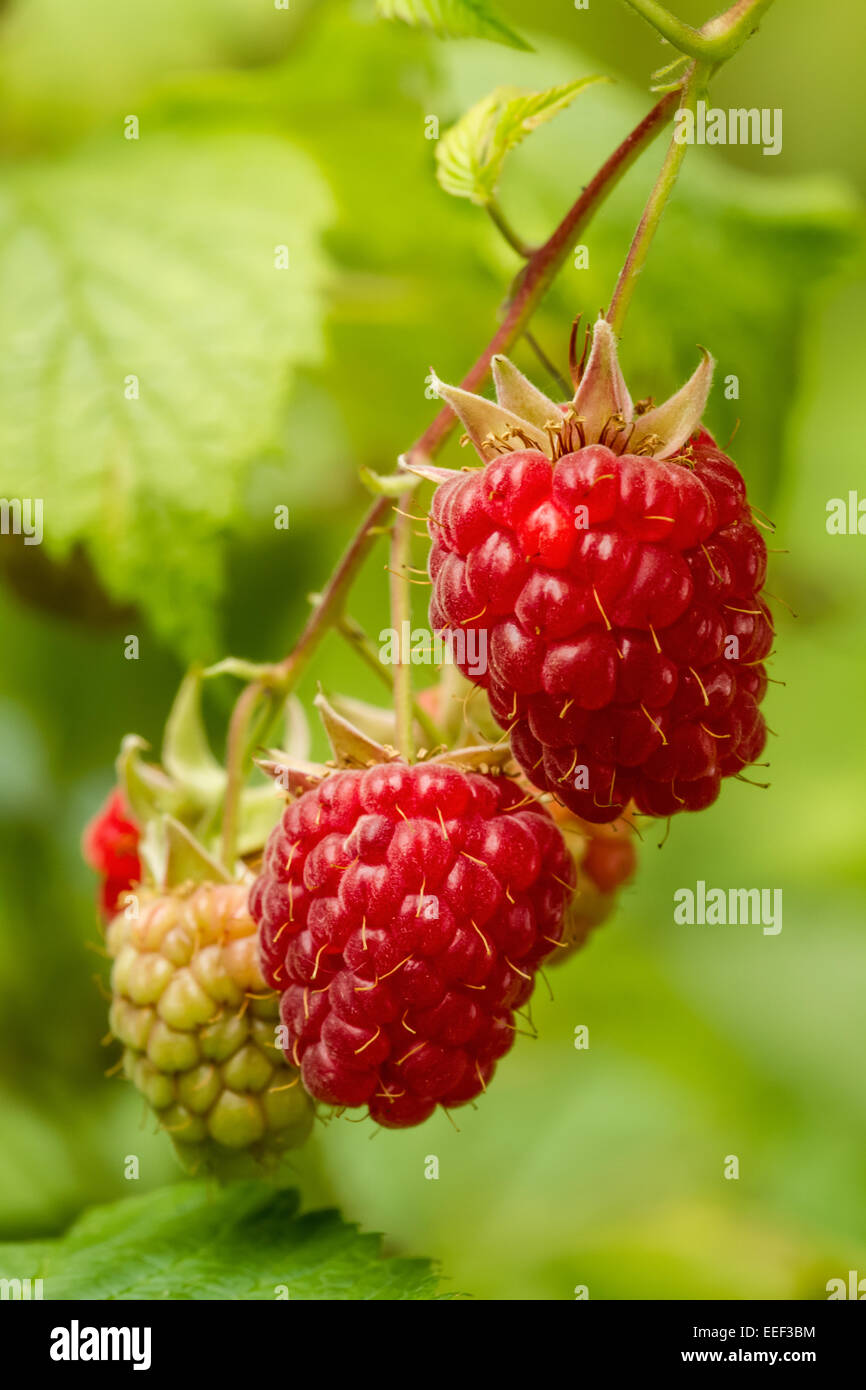 Cluster von Himbeeren in verschiedenen Stadien der Reife wachsen auf einem Weinstock in Issaquah, Washington, USA Stockfoto