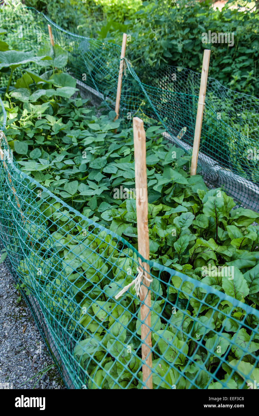 Rüben, Bohnen und andere Gemüse wächst mit einer Erbse Patch Garten in Issaquah, Washington, USA. Stockfoto