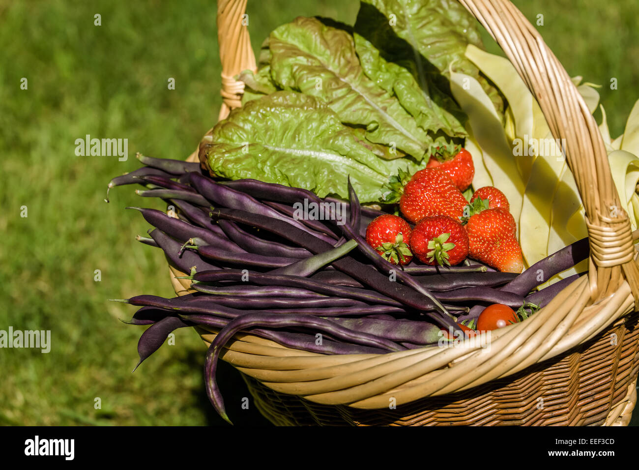 Korb mit frisch geernteten Erzeugnisse (Violet Podded Pfostenbohnen, Golden Gate Pfostenbohnen, Erdbeeren, Kontinuität Salat) im Westen Stockfoto