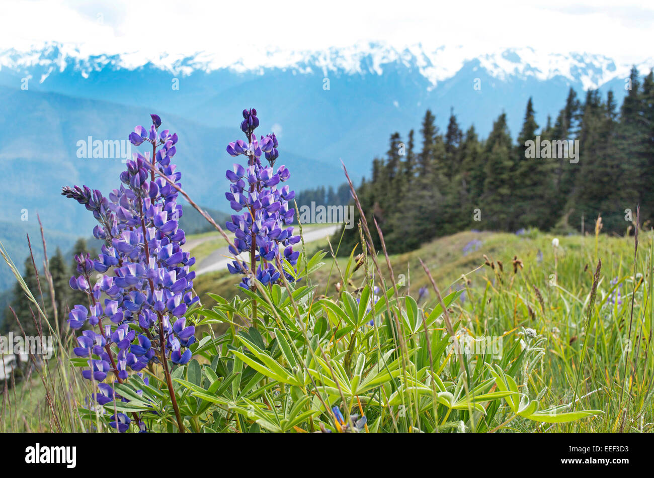 Malerische Berge Stockfoto