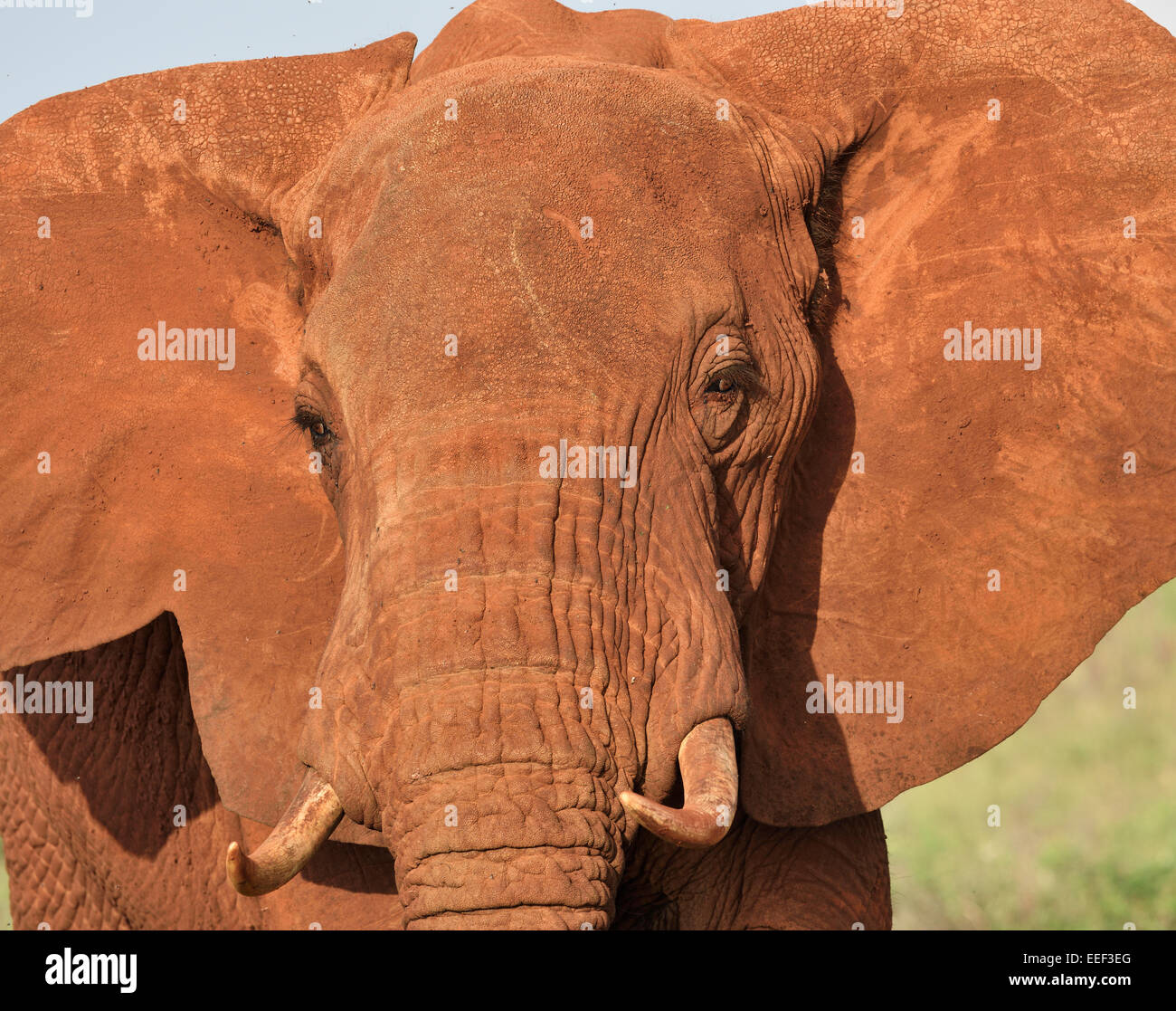 Rot gefärbten afrikanischer Elefant frontalen Portrait, Tsavo-Nationalpark, Kenia Stockfoto