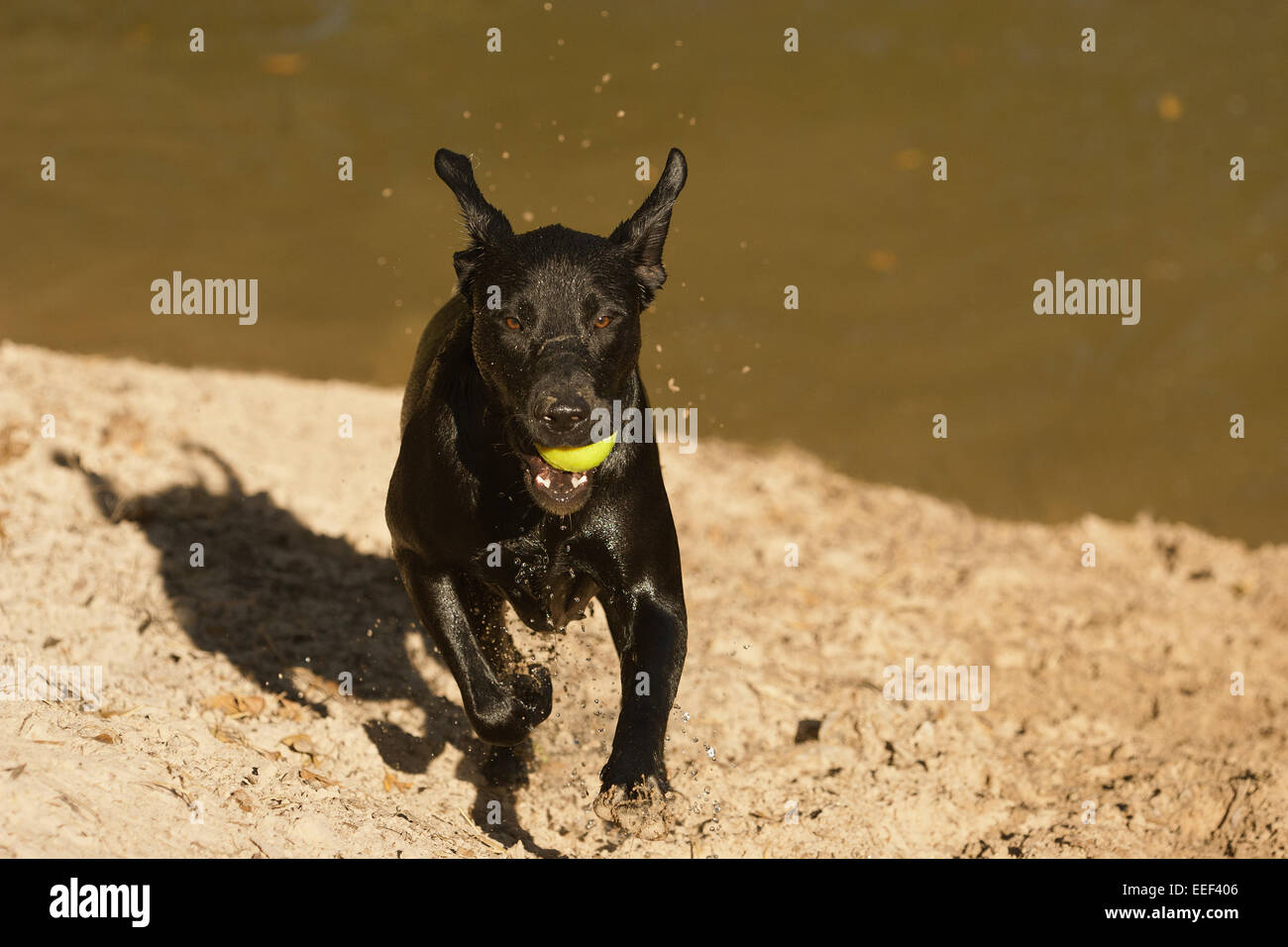 Schwarze Labrador läuft auf einem Hügel mit einer Kugel im Maul, nach holen es von einem See in einem Stadtpark in Houston, Texas Stockfoto