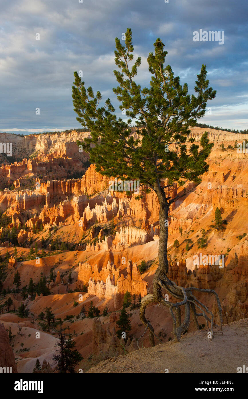 Colorado Pinyon Kiefer (Pinus Edulis) die zu Fuß Baum mit Wurzeln am Sunrise Point, Bryce Canyon, Utah, USA im Juli ausgesetzt Stockfoto