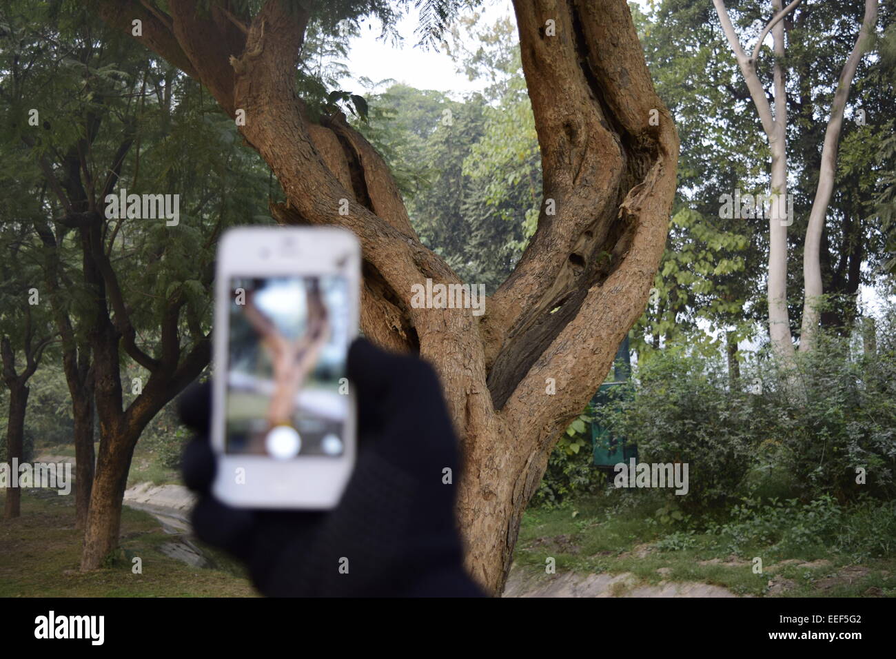 Anderen Perspektive, Schärfe und Unschärfe; zerbrochene Iphone V förmige Baum. Stockfoto