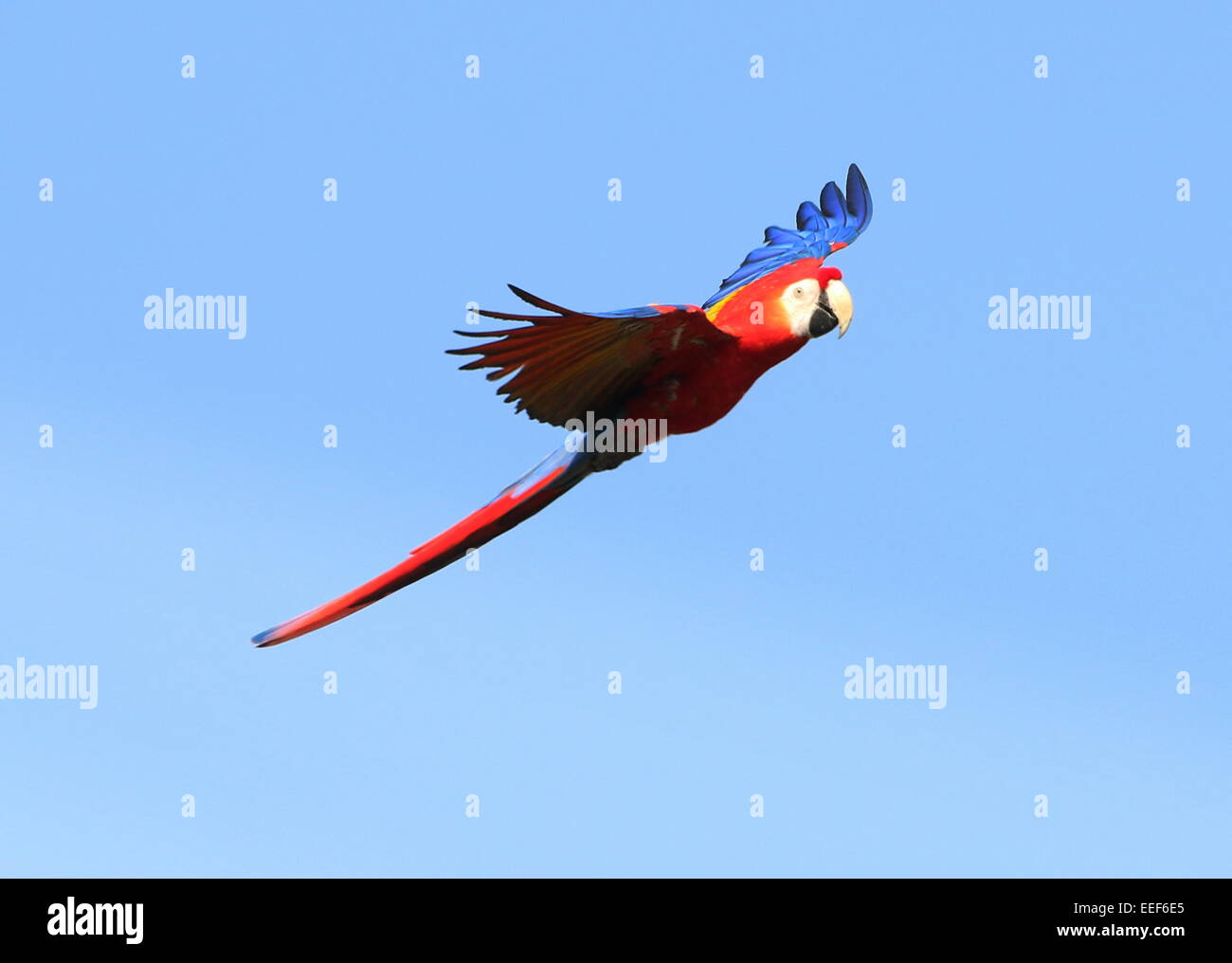 South American hellroten Aras (Ara Macao) auf der Flucht vor einem strahlend blauen Himmel Stockfoto