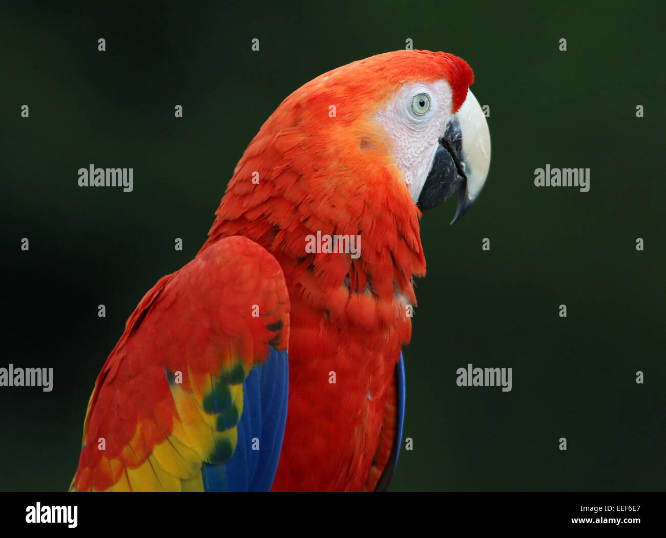 South American scharlachrote Aras (Ara Macao) Porträt im Profil vor einem grünen Hintergrund Stockfoto