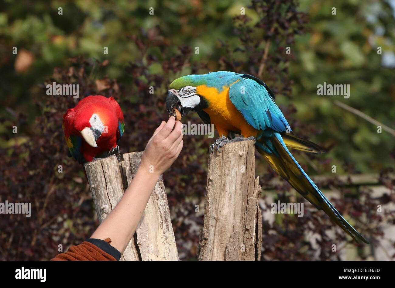 South American hellroten Aras (Ara Macao) & blau und gold Aras (Ara Ararauna) Muttern an einen Vogelschau Avifauna Vogel Zoo gefüttert werden Stockfoto