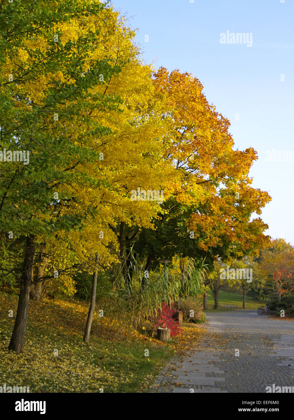 Baum, Baeume, Herbst, Herbstlaub, Blaetter, Farbe, Gelb, Gruen, Jahreszeiten, Natur, Landschaft, Stimmung, Ruhe, Stille, einzeln Stockfoto