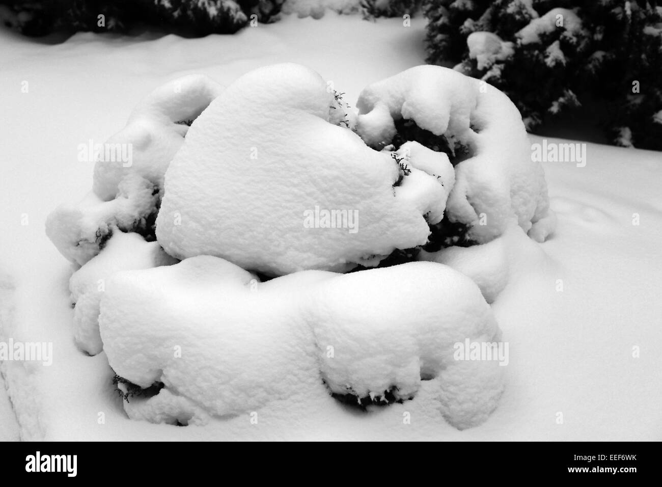 Grünen Weihnachtsbaum im Schnee in Nowospassker Kloster in Moskau Stockfoto