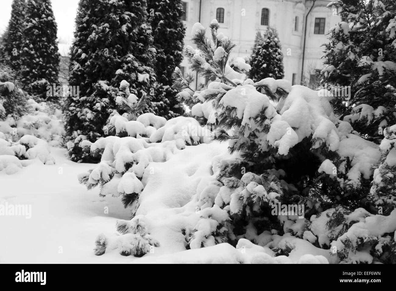 Grünen Weihnachtsbaum im Schnee in Nowospassker Kloster in Moskau Stockfoto
