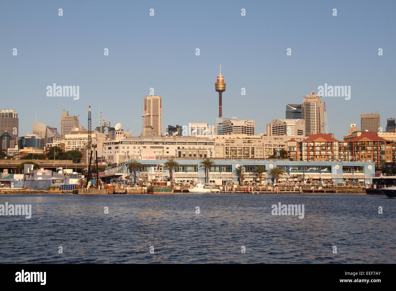 Das blaue Gebäude von Sydney Fischmarkt in Pyrmont, über das Wasser in Glebe aus betrachtet. Stockfoto