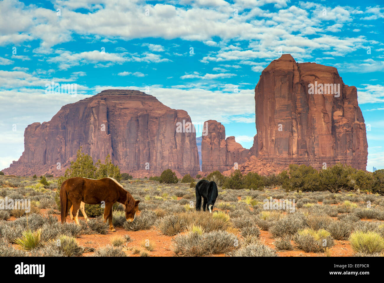 Pferde grasen mit Buttes hinter Monument Valley Navajo Tribal Park, Arizona, USA Stockfoto