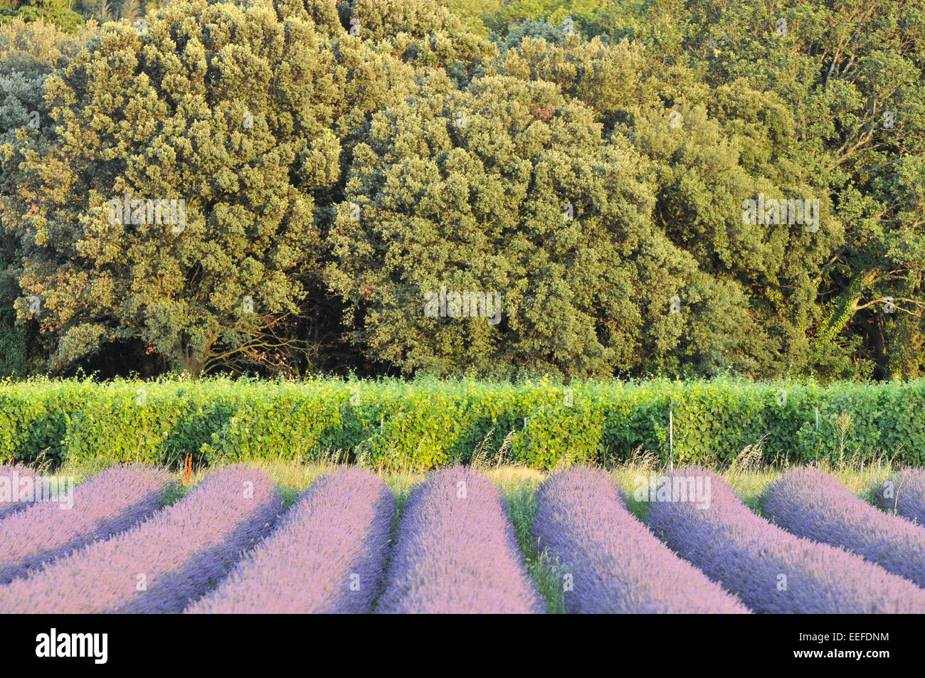Weinberge und Lavendel Feldausrichtung Stockfoto