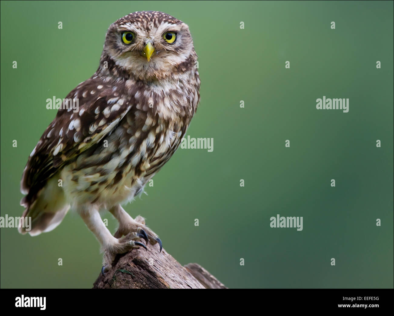 Kleine Eule auf alten Pfosten Stockfoto