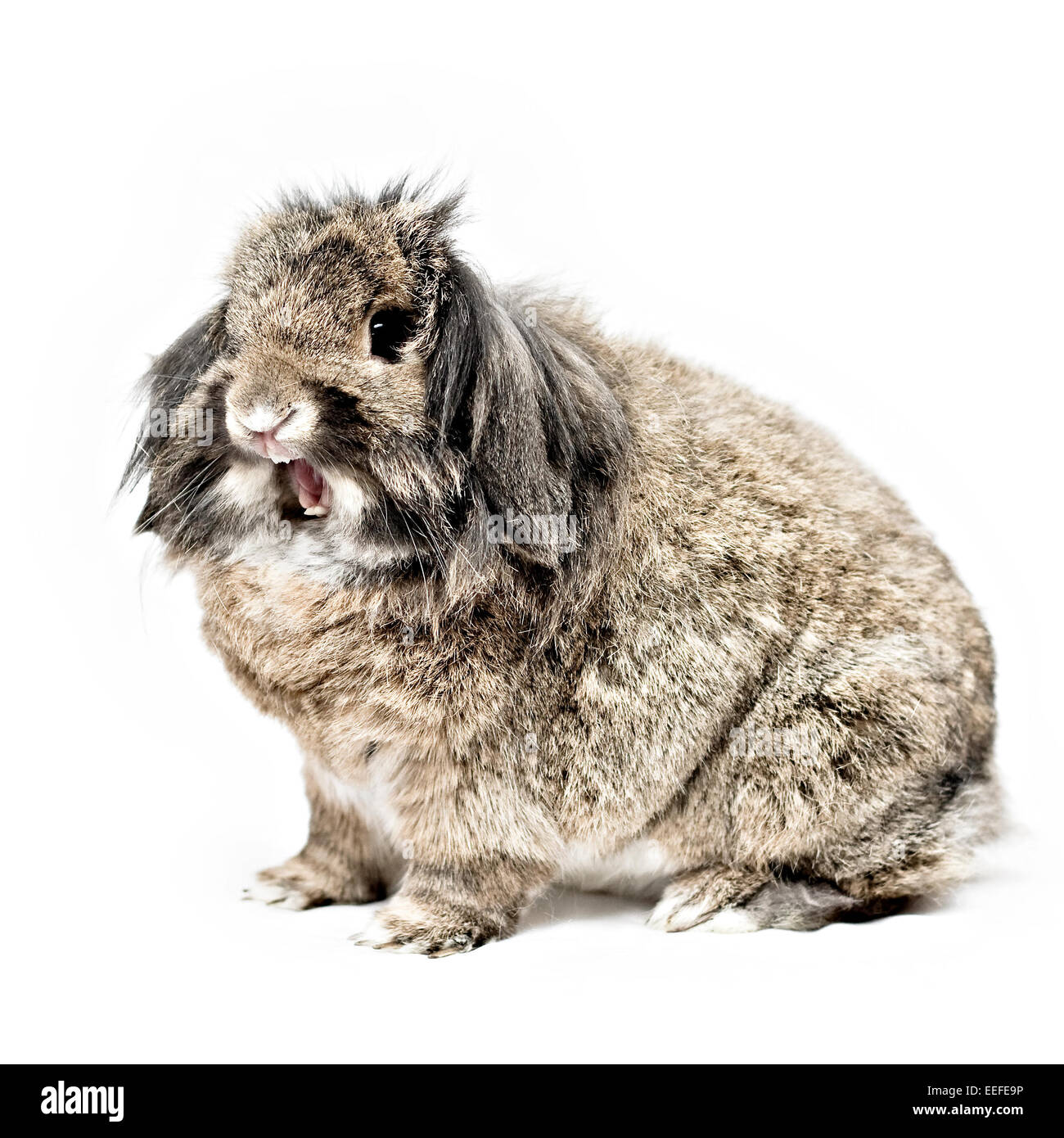 Studio Foto eines braunen Haustier hängeohrigen Löwenkopf Kaninchen. Stockfoto
