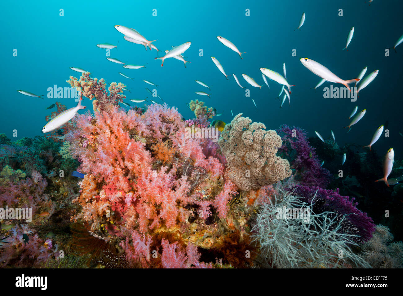 Banane Fusilier über Coral Reef, Pterocaesio Pisang, Triton Bay, West Papua, Indonesien Stockfoto