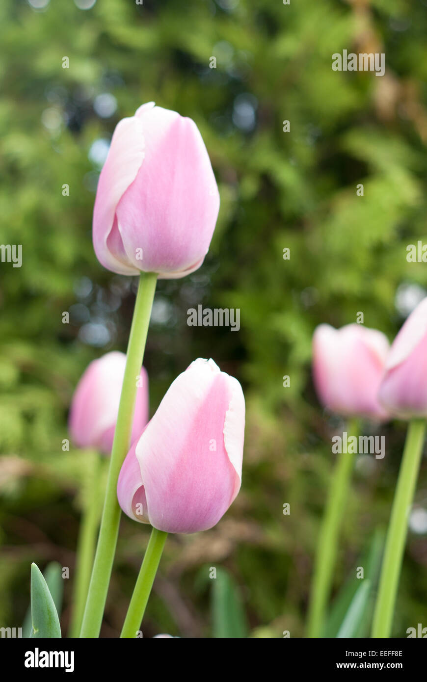 Rosa und weiße Tulpen Blumen. Schöne rosa und weißen Tulpen Blumen in der Natur. Tulipa Stockfoto