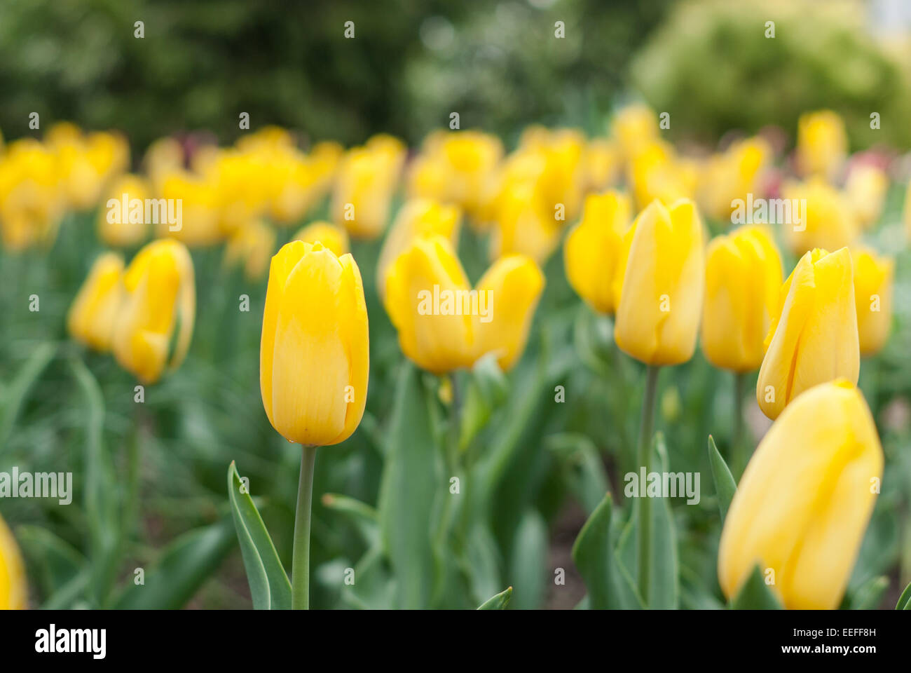 Gelbe Tulpenfeld. Schöne gelbe Tulpen Feld in der Natur. Tulipa Stockfoto
