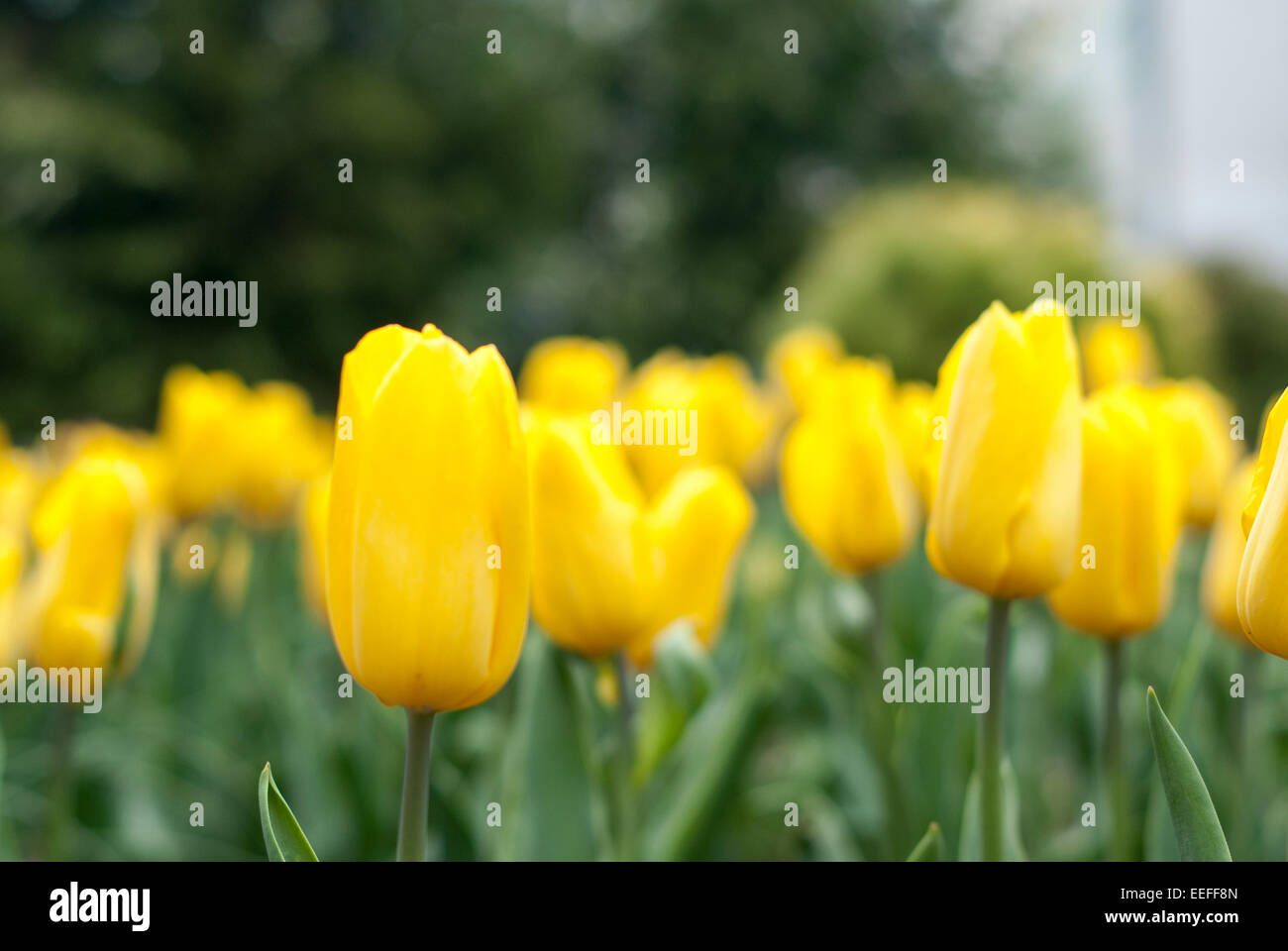 Gelbe Tulpenfeld. Schöne gelbe Tulpen Feld in der Natur. Tulipa Stockfoto