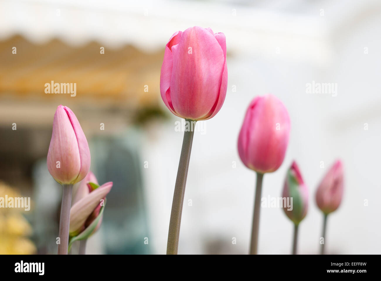 Rosa und weiße Tulpen Blumen. Schöne rosa und weißen Tulpen Blumen in der Natur. Tulipa Stockfoto