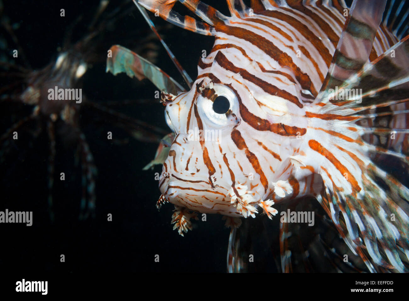Feuerfische, Pterois Volitans, Triton Bay, West Papua, Indonesien Stockfoto