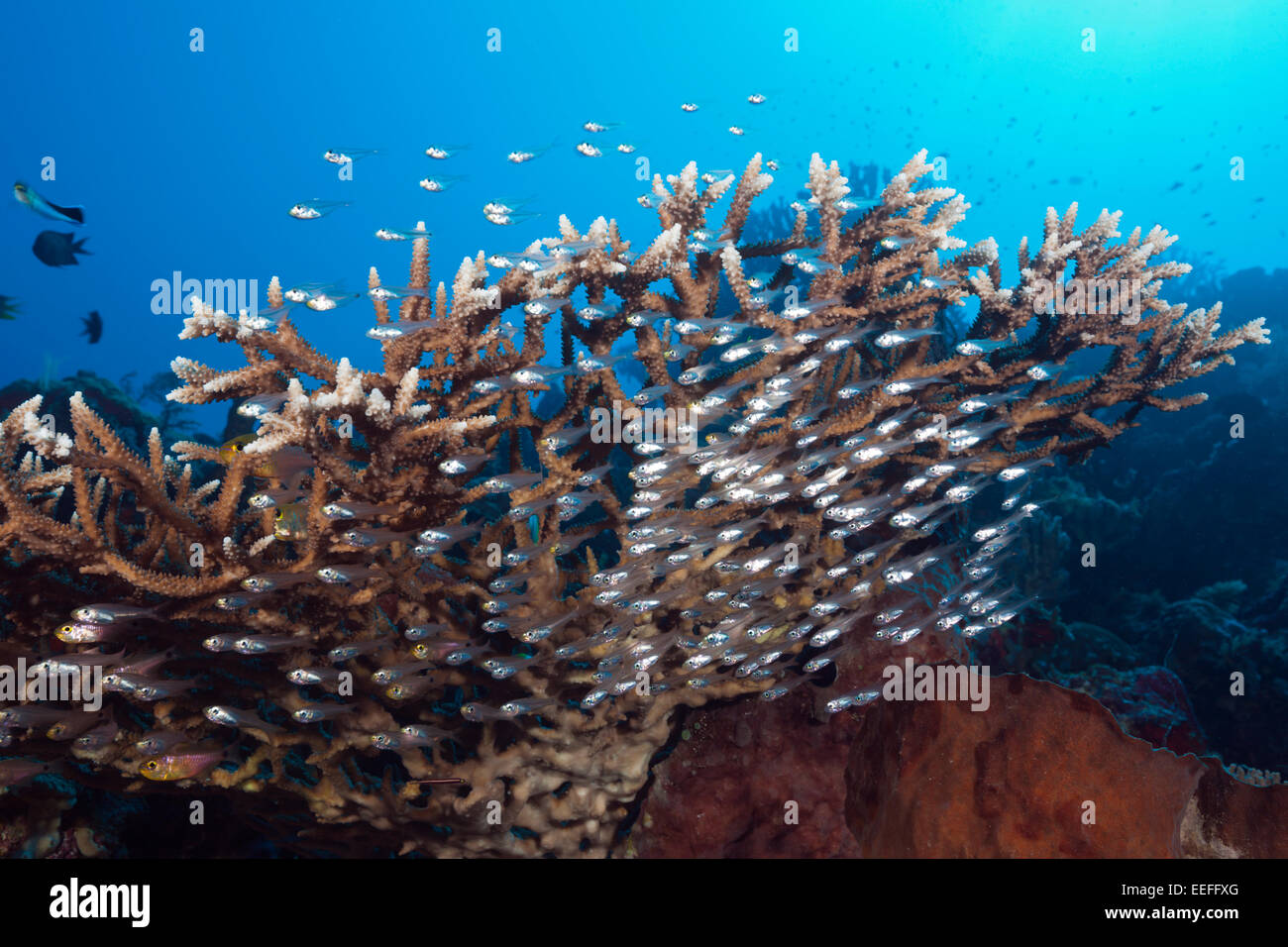Fischschwarm Pygmäen-Kehrmaschine, beginnt Ransonneti, Kai-Inseln, Molukken, Indonesien Stockfoto