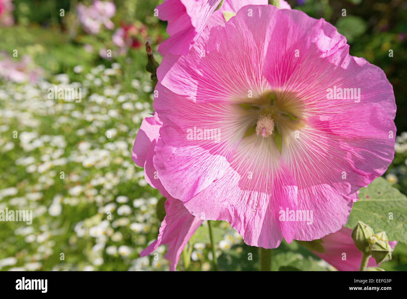 Rosa Stockrose in der Sommer-Staudengarten. Stockfoto