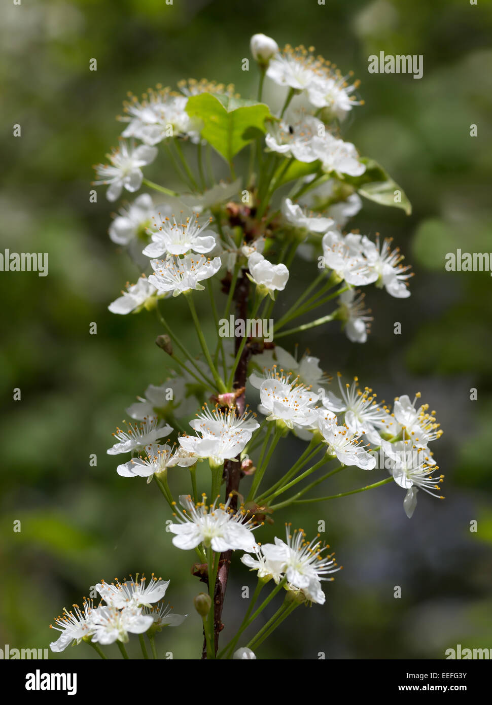 Prunus Pensylvanica oder die Pin-Kirsche ist ein kleiner Baum in den nordöstlichen Vereinigten Staaten und viel von Kanada heimisch. Stockfoto