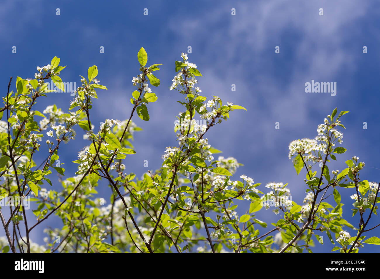 Prunus Pensylvanica oder die Pin-Kirsche ist ein kleiner Baum in den nordöstlichen Vereinigten Staaten und viel von Kanada heimisch. Stockfoto