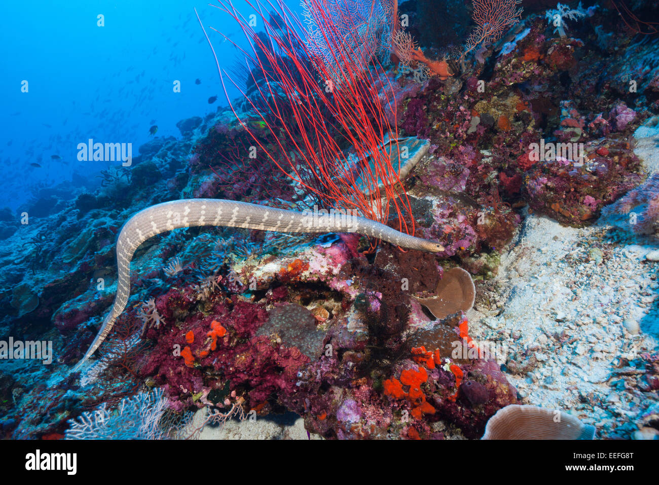 Chinesische Seeschlange, Laticauda Semifasciata, Kai-Inseln, Molukken, Indonesien Stockfoto