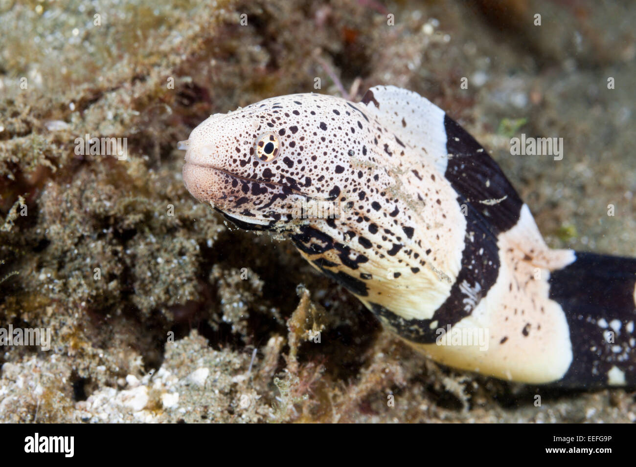 Banded Schlamm Moray Gymnothorax Chlamydatus, Ambon, Molukken, Indonesien Stockfoto