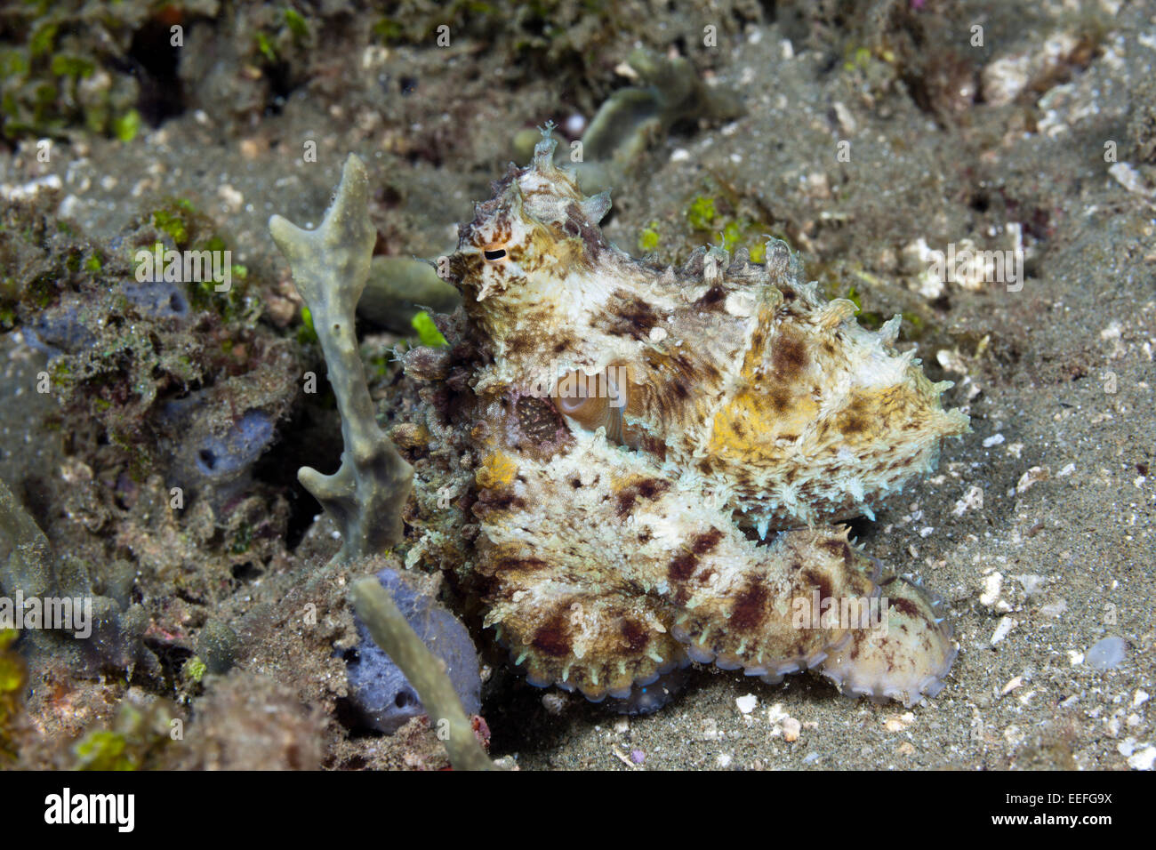 Kleine Krake, Octopus SP., Ambon, Molukken, Indonesien Stockfoto